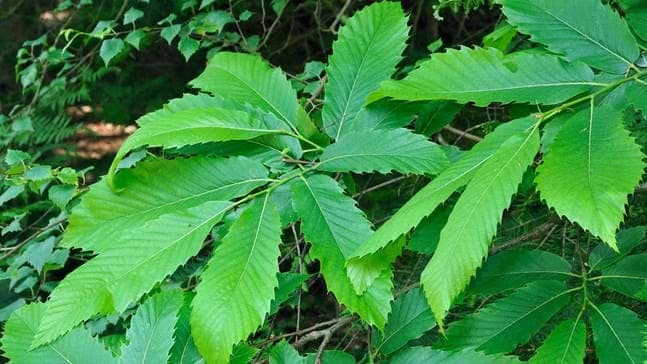 Leaves of chestnut tree