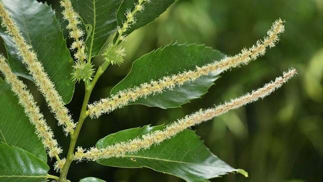 Leaves of chestnut tree