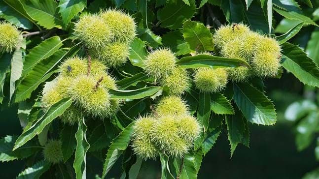 Leaves of chestnut tree